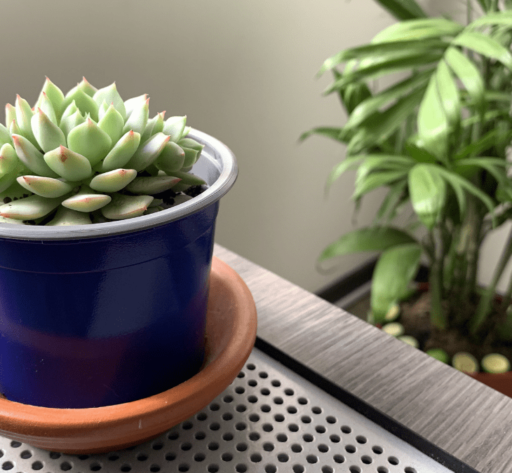 Maceta azul con planta suculenta y con planta palma de fondo