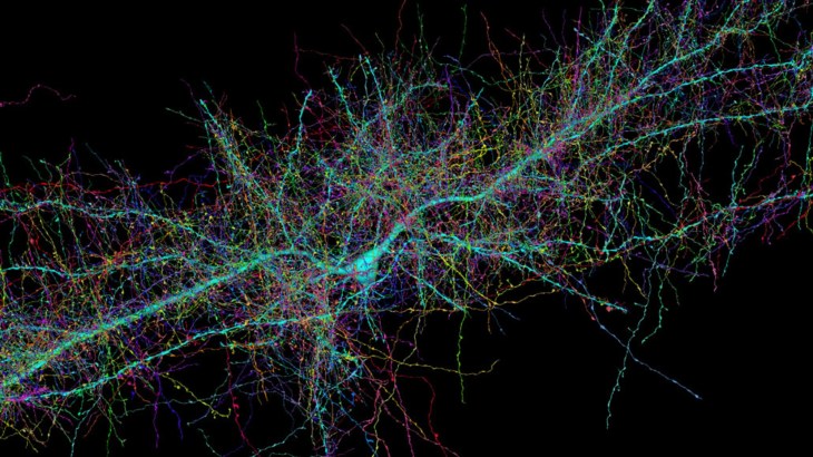 Red de neuronas interconectadas de tan solo una milésima del cerebro